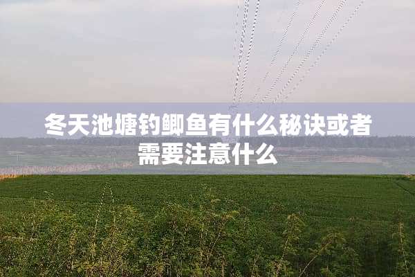 冬天池塘钓鲫鱼有什么秘诀或者需要注意什么