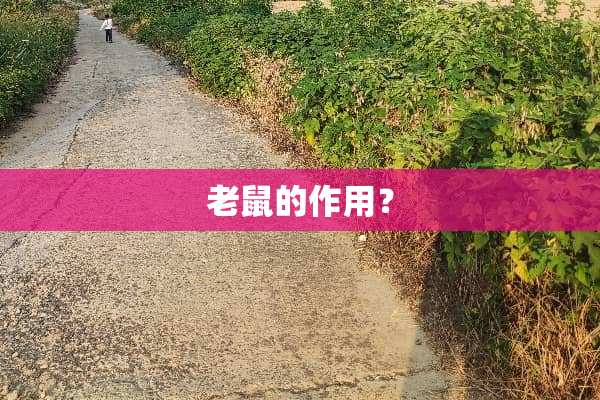 老鼠的作用？