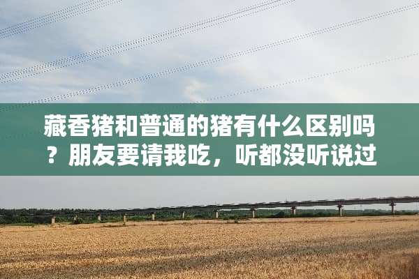 藏香猪和普通的猪有什么区别吗？朋友要请我吃，听都没听说过。