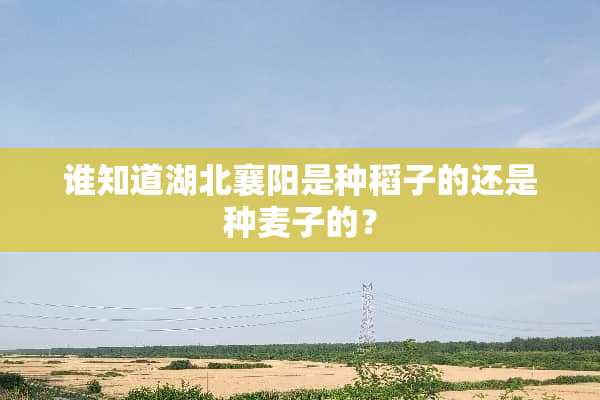 谁知道湖北襄阳是种稻子的还是种麦子的？