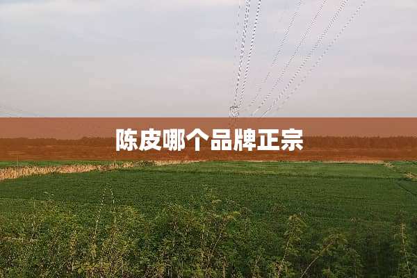 陈皮哪个品牌正宗