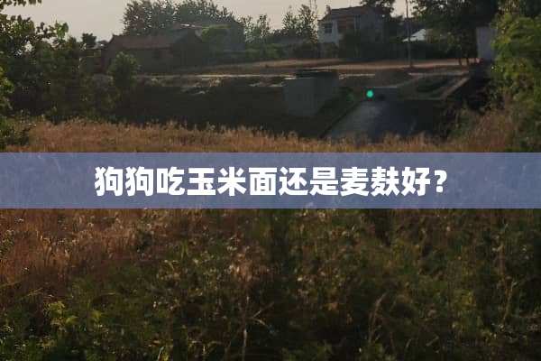 狗狗吃玉米面还是麦麸好？