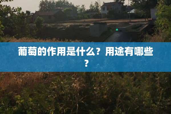 葡萄的作用是什么？用途有哪些？