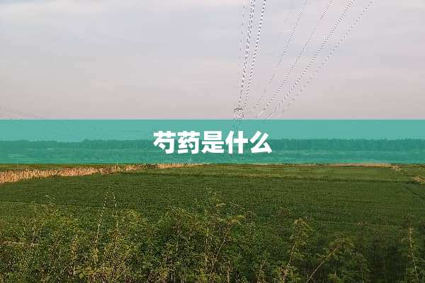 芍药是什么