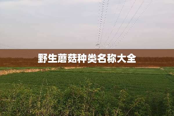 野生蘑菇种类名称大全