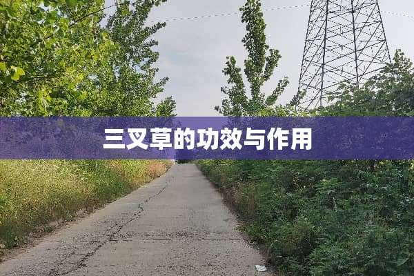 三叉草的功效与作用