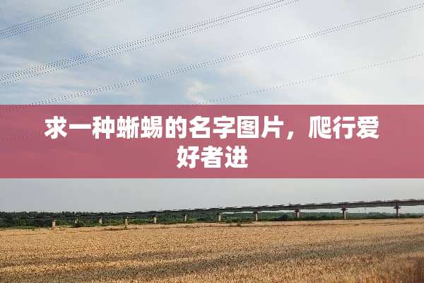 求一种蜥蜴的名字图片，爬行爱好者进