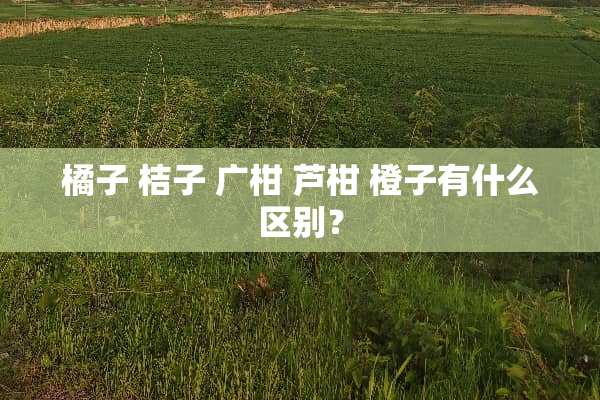 橘子 桔子 广柑 芦柑 橙子有什么区别？
