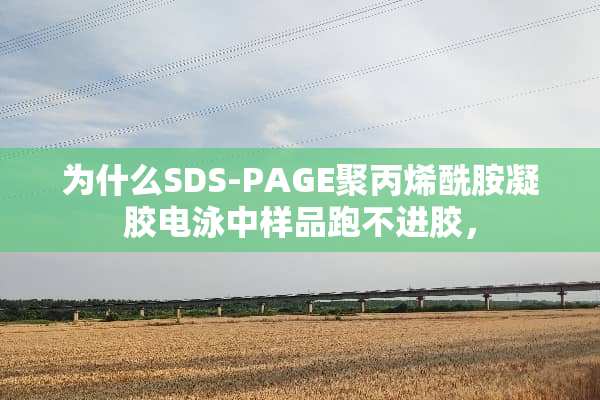 为什么SDS-PAGE聚丙烯酰胺凝胶电泳中样品跑不进胶，
