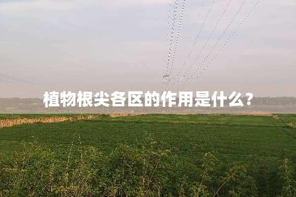 植物根尖各区的作用是什么？