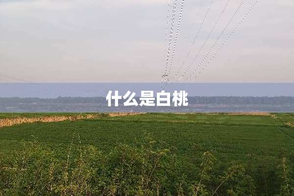 什么是白桃
