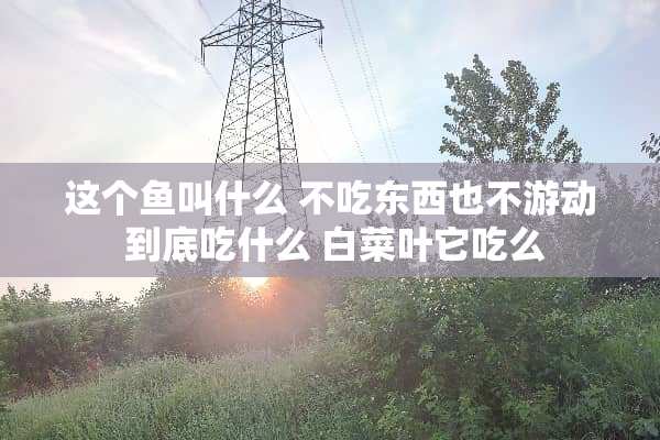 这个鱼叫什么 不吃东西也不游动 到底吃什么 白菜叶它吃么
