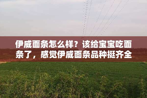 伊威面条怎么样？该给宝宝吃面条了，感觉伊威面条品种挺齐全的，可以给娃一直吃吗？