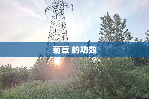 菊苣 的功效
