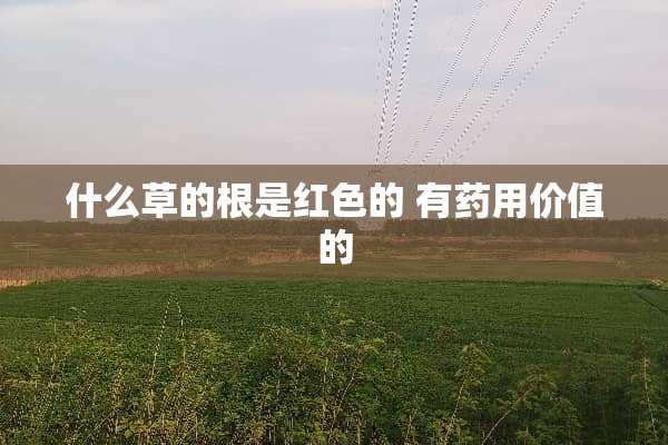 什么草的根是红色的 有药用价值的