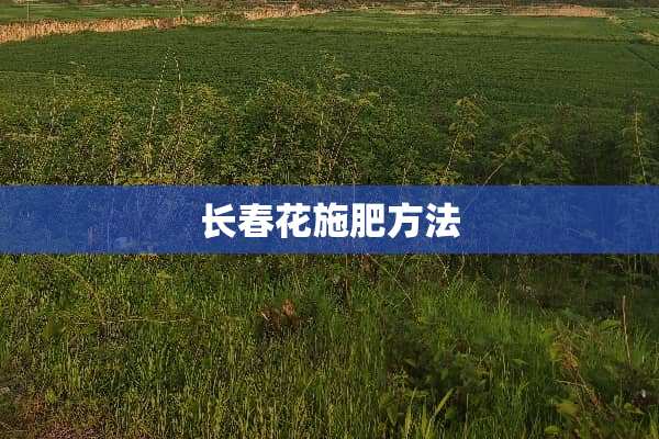 长春花施肥方法