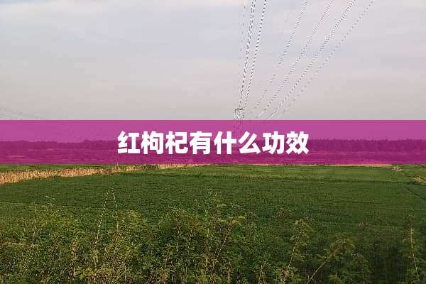 红枸杞有什么功效