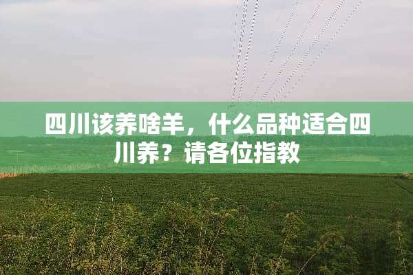 四川该养啥羊，什么品种适合四川养？请各位指教