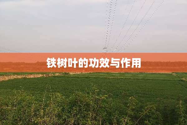 铁树叶的功效与作用