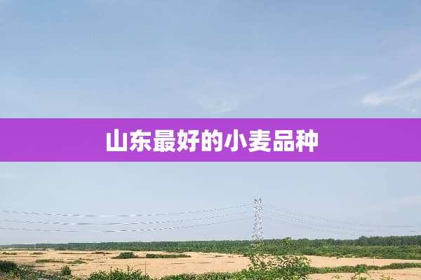 山东最好的小麦品种