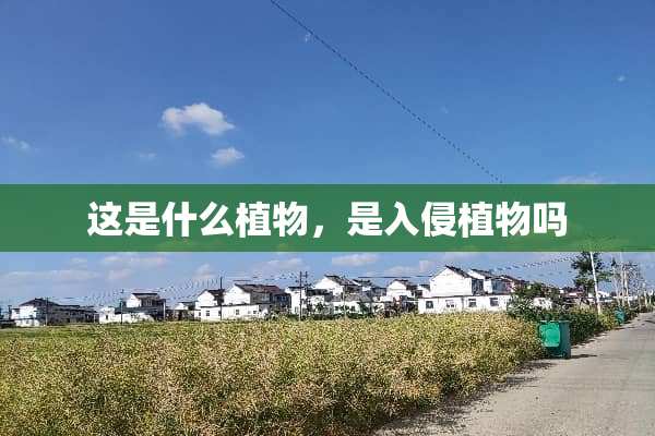 这是什么植物，是入侵植物吗