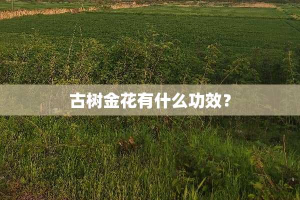 古树金花有什么功效？