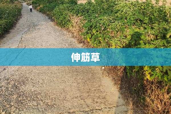 伸筋草