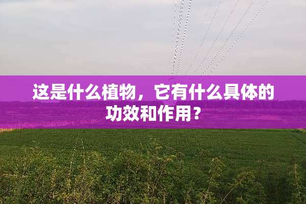 这是什么植物，它有什么具体的功效和作用？