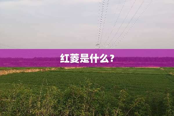 红菱是什么？