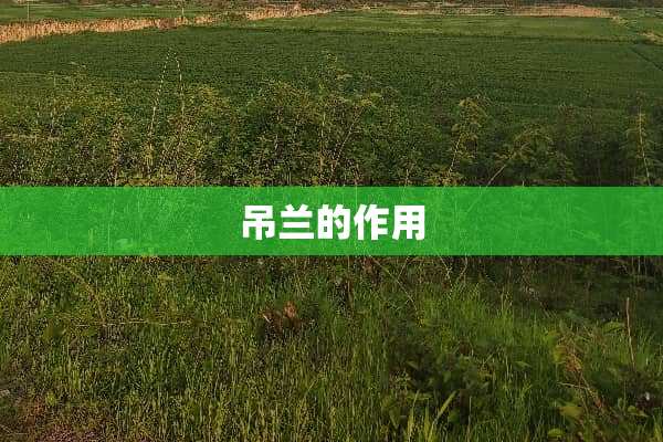 吊兰的作用