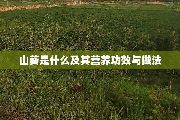 山葵是什么及其营养功效与做法