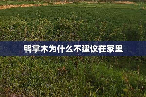 鸭掌木为什么不建议在家里