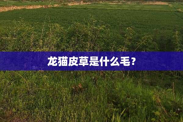 龙猫皮草是什么毛？