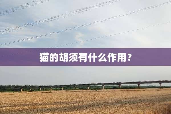 猫的胡须有什么作用？