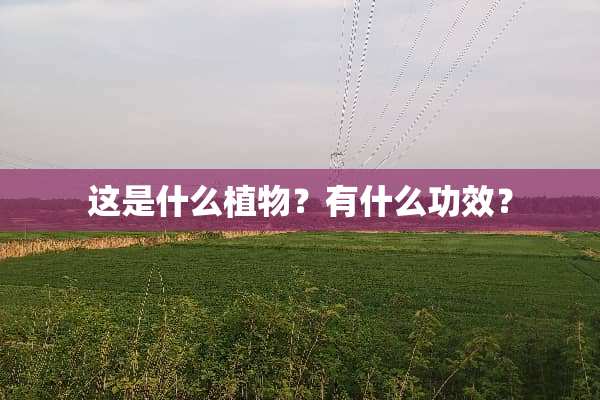 这是什么植物？有什么功效？