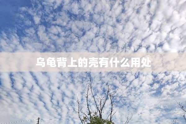 乌龟背上的壳有什么用处
