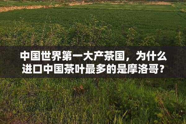 中国世界第一大产茶国，为什么进口中国茶叶最多的是摩洛哥？