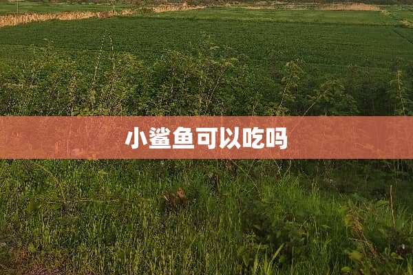 小鲨鱼可以吃吗
