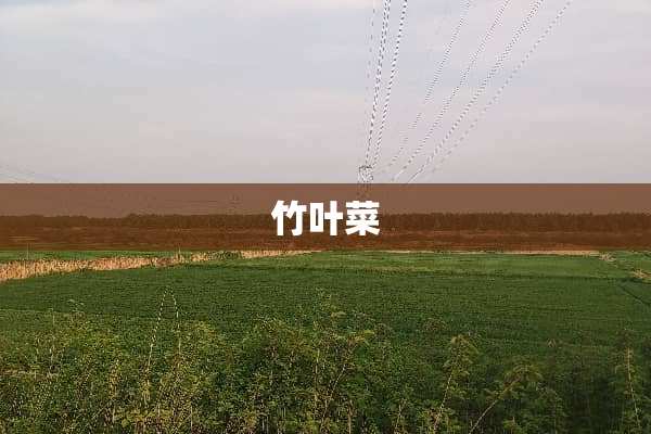 竹叶菜