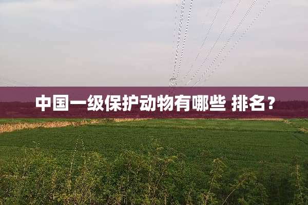 中国一级保护动物有哪些 排名？
