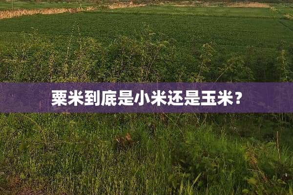 粟米到底是小米还是玉米？