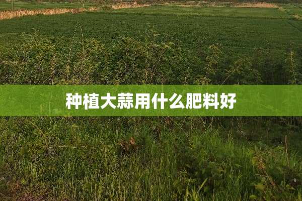 种植大蒜用什么肥料好