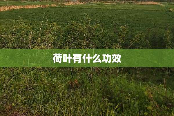 荷叶有什么功效