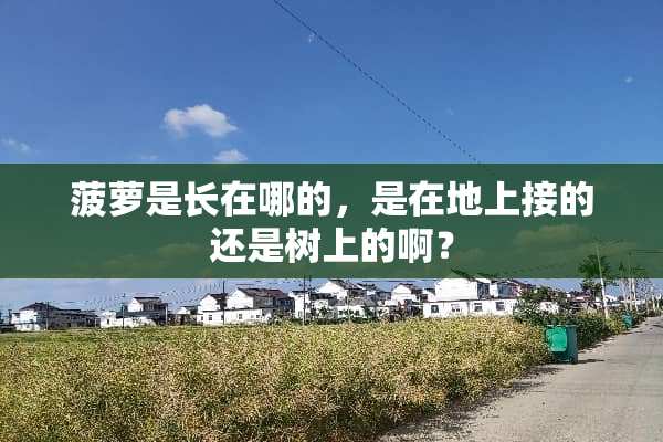 菠萝是长在哪的，是在地上接的还是树上的啊？