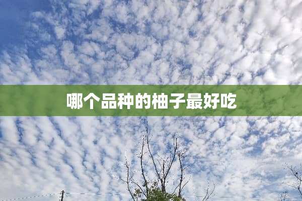 哪个品种的柚子最好吃