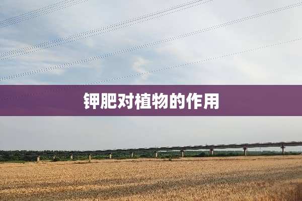 钾肥对植物的作用
