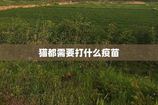 猫都需要打什么**