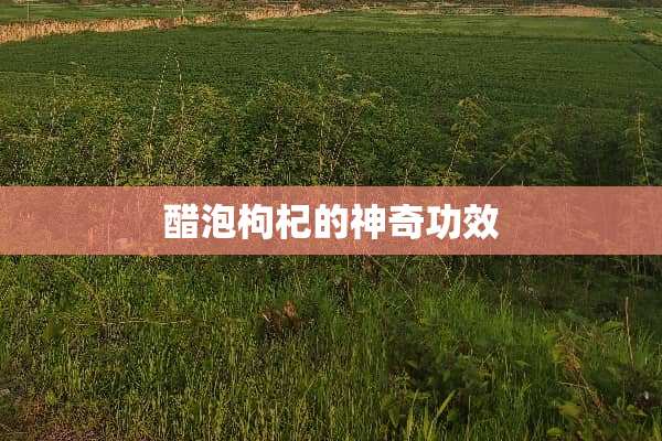 醋泡枸杞的神奇功效