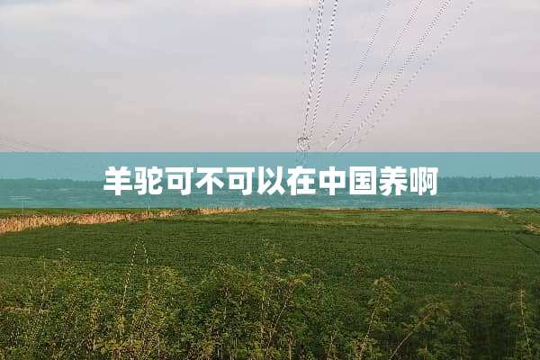 羊驼可不可以在中国养啊