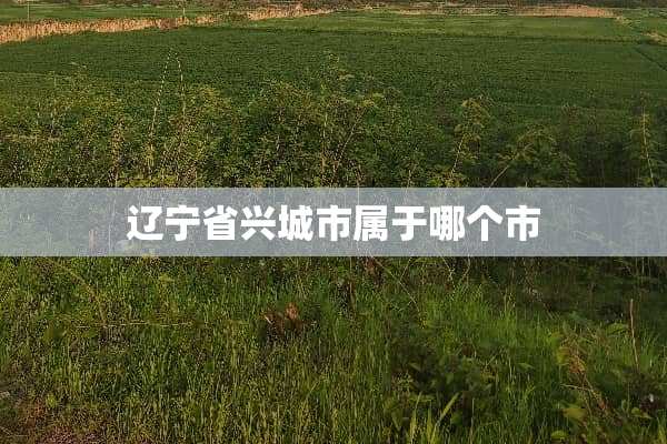辽宁省兴城市属于哪个市